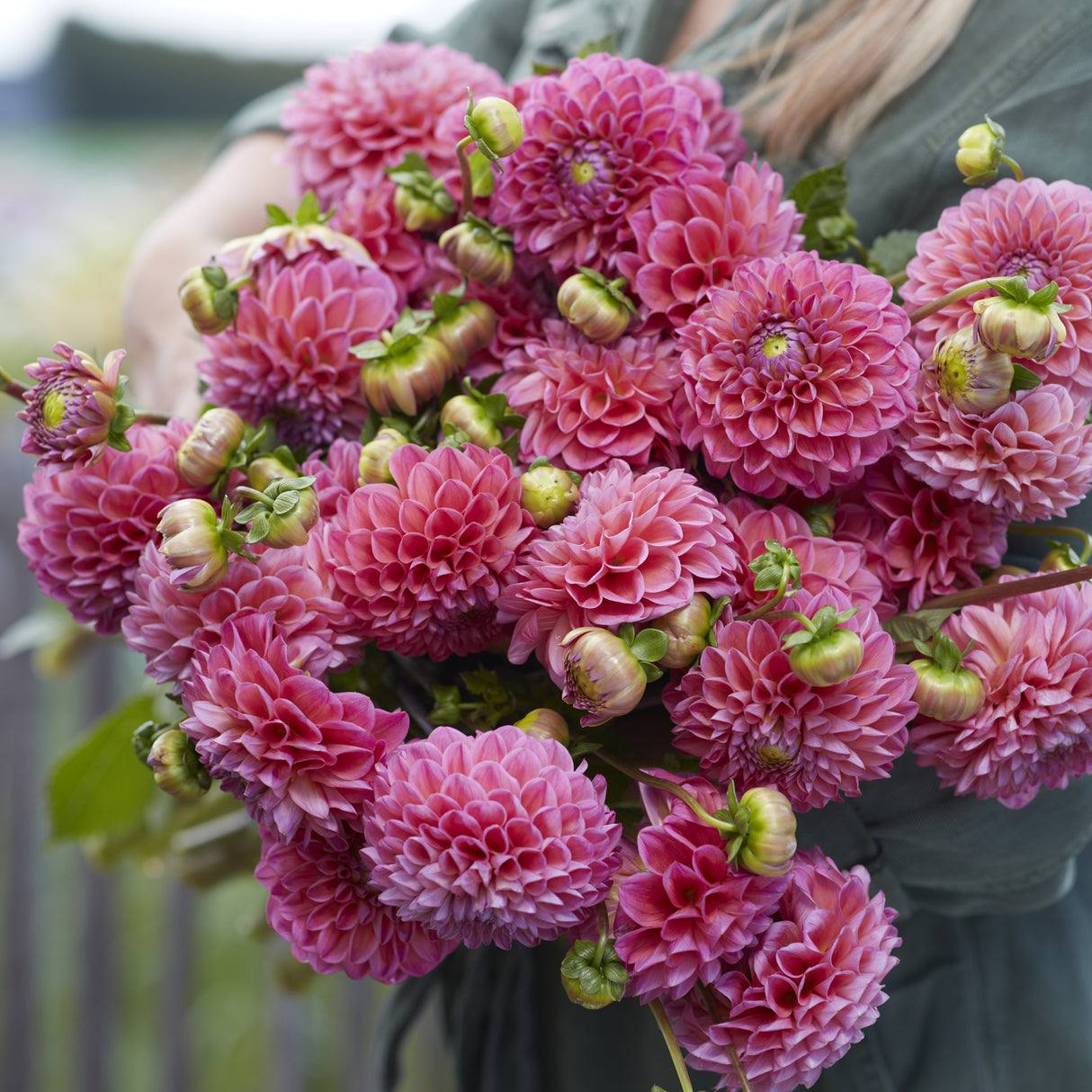 Dahlia 'Dikara Superb'