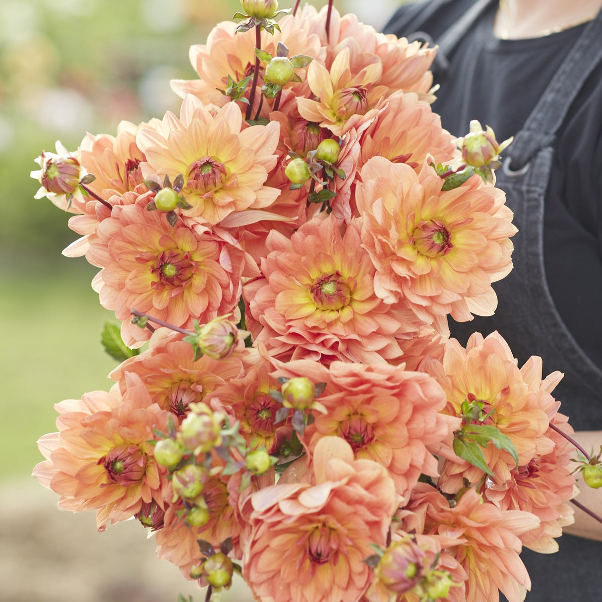 Dahlia 'Dr. P.H. Riedell'