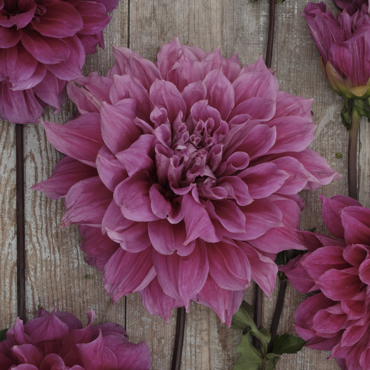 Dahlia 'Emory Paul'