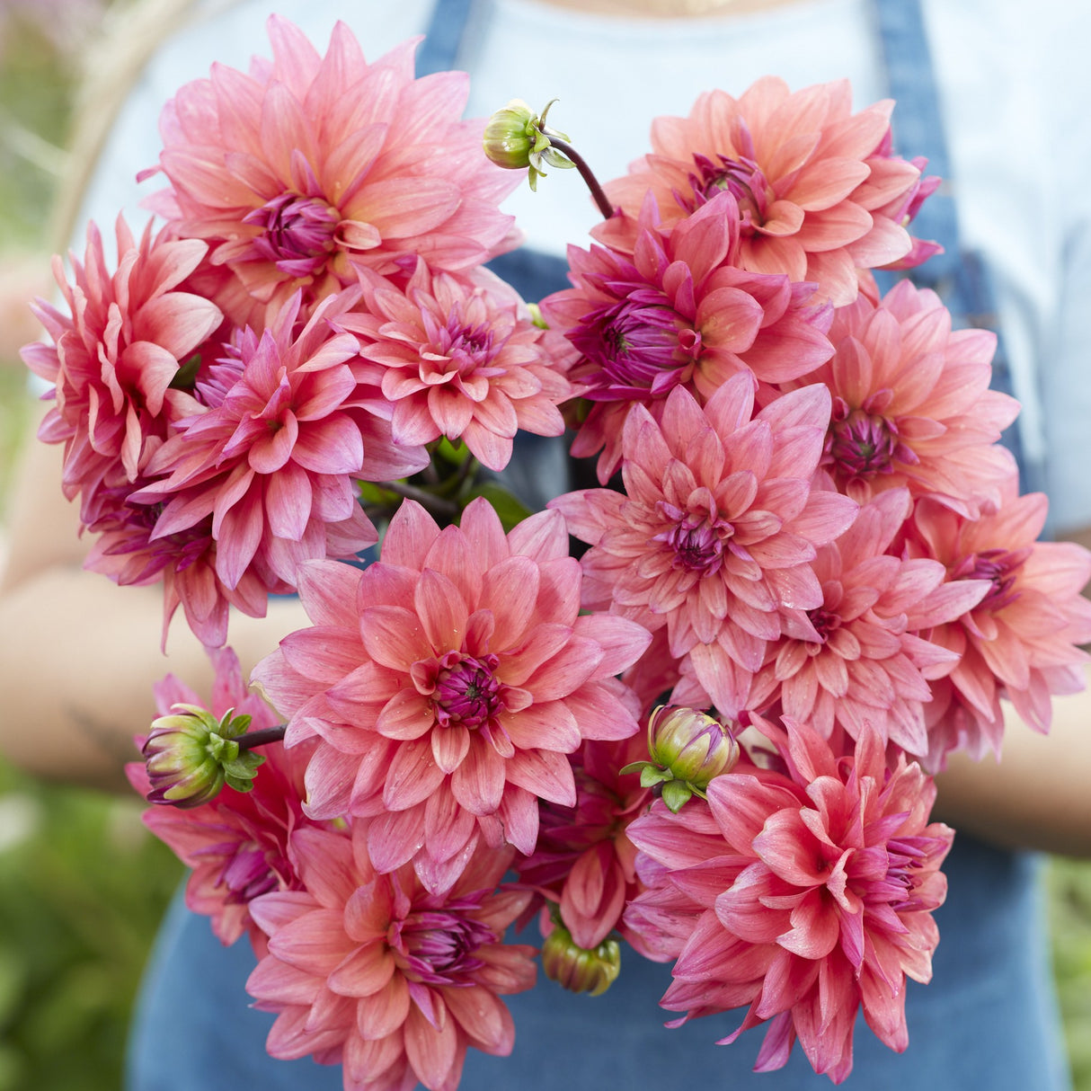 Dahlia 'Feline Yvonne'