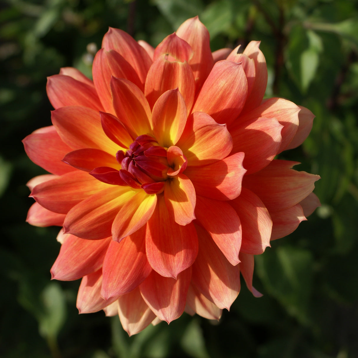 Dahlia 'Firepot'