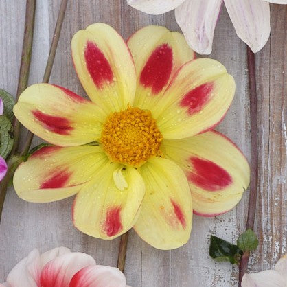 Dahlia 'Flaming Emperor'