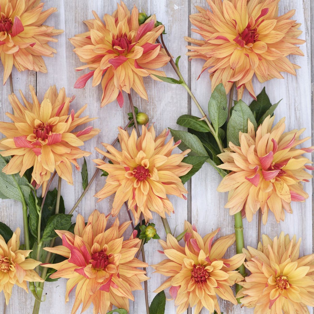 Dahlia 'French Cancan'