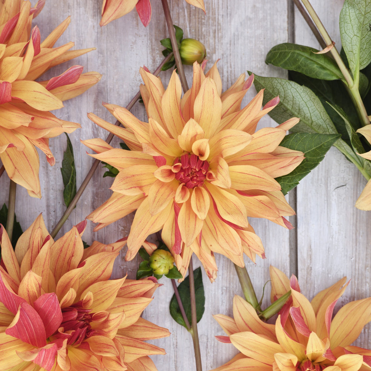 Dahlia 'French Cancan'