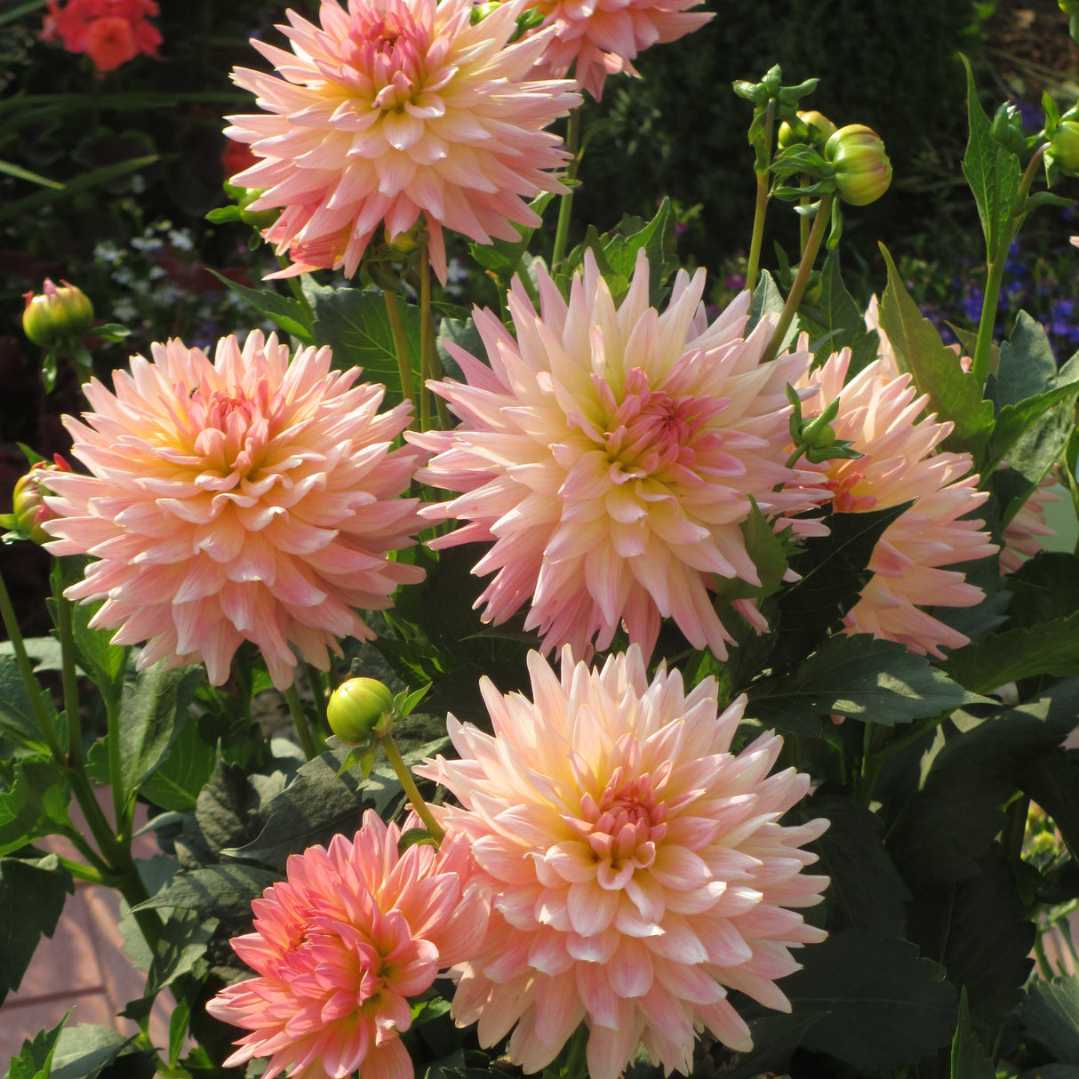 Dahlia Gallery 'Leonardo'