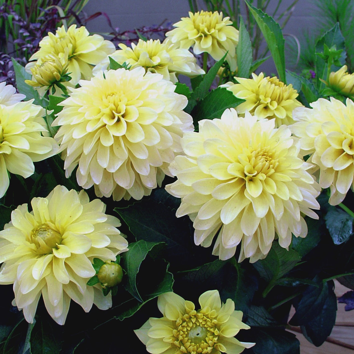 Dahlia Gallery 'Serenade'