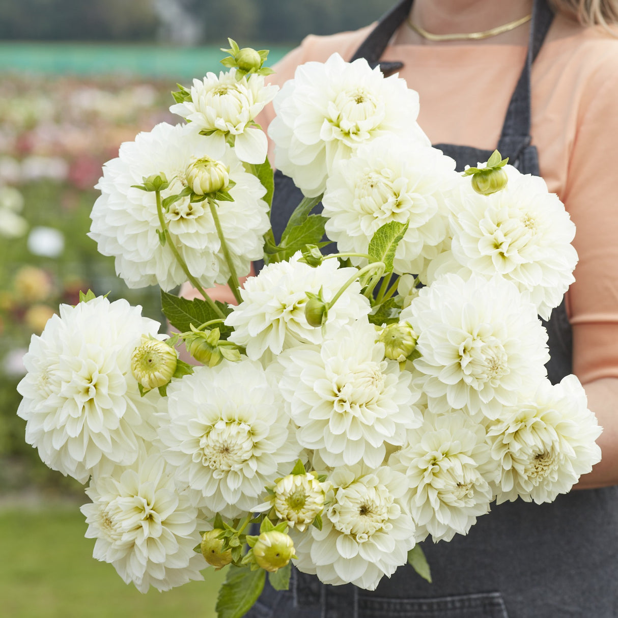 Dahlia 'Gitt's Attention'