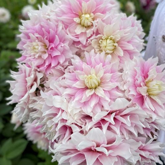 Dahlia 'Gitt's Perfection'