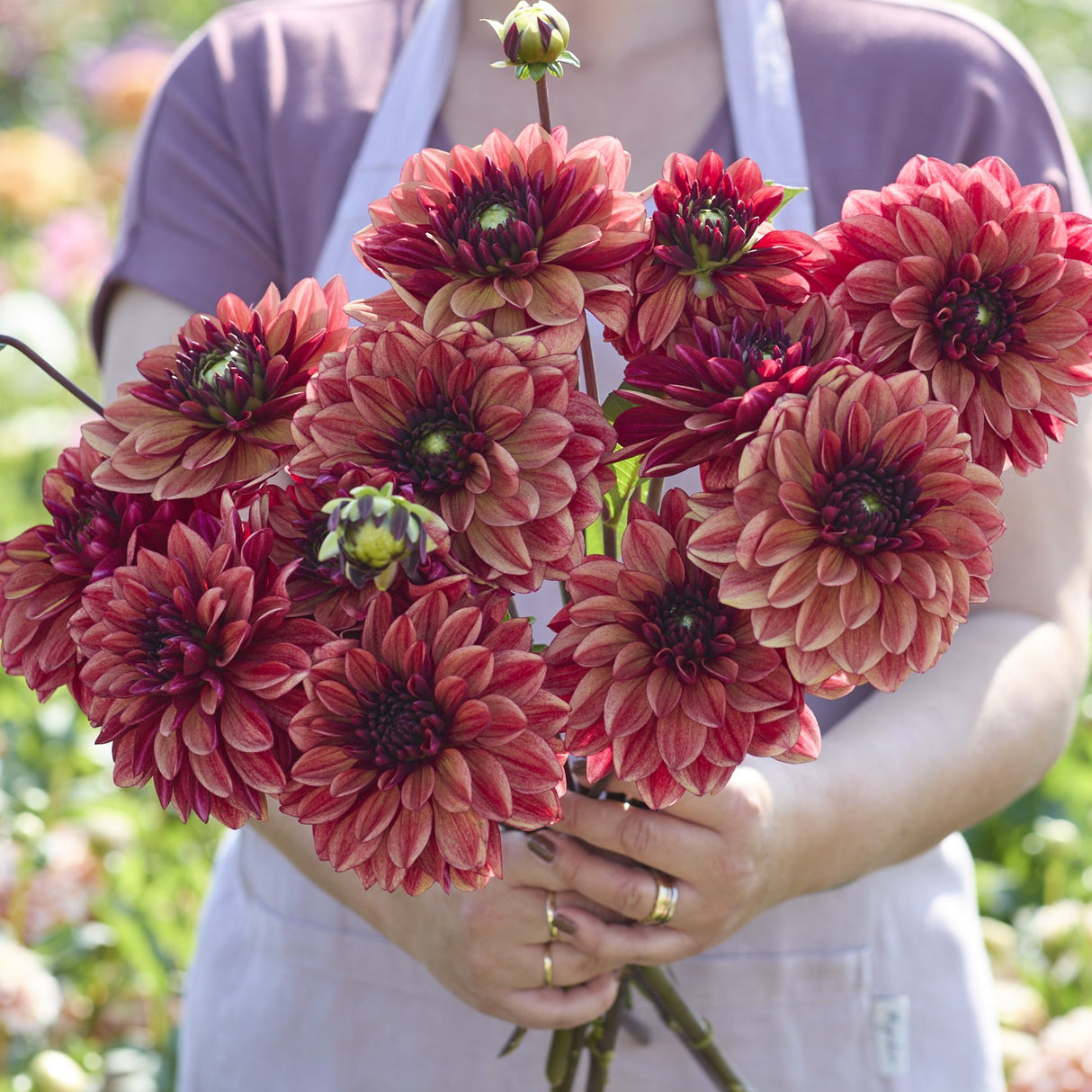 Dahlia 'Glossy Maracana'