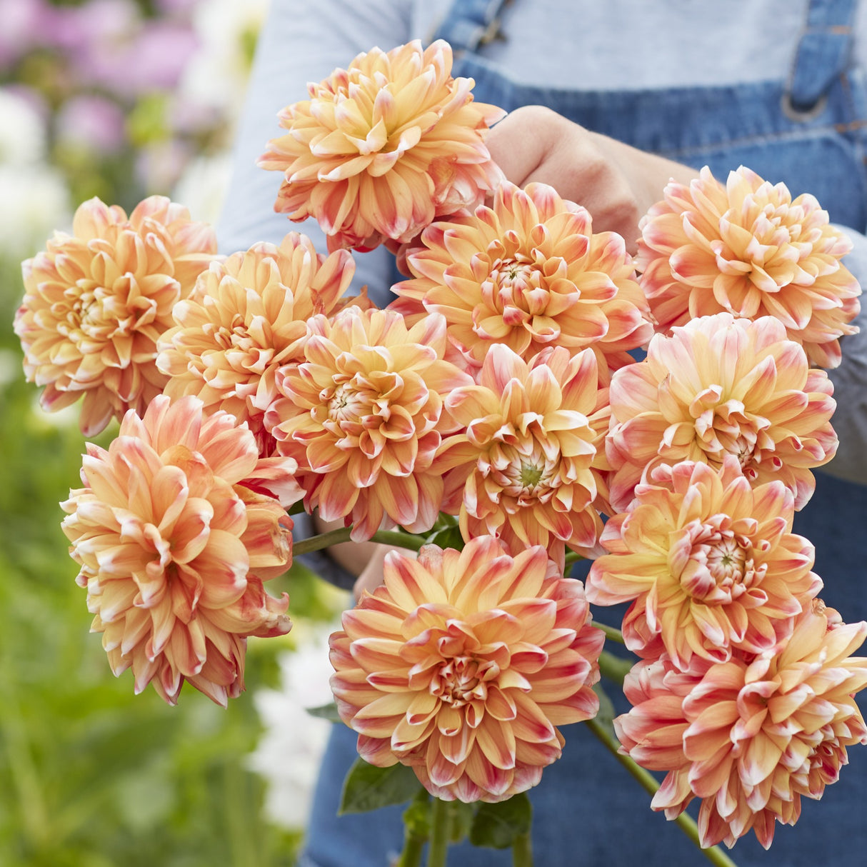 Dahlia 'Hapet Harmony'