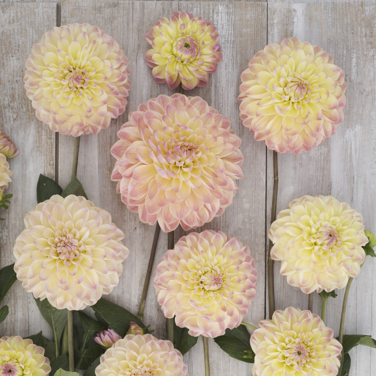 Dahlia 'Hapet Pastell'