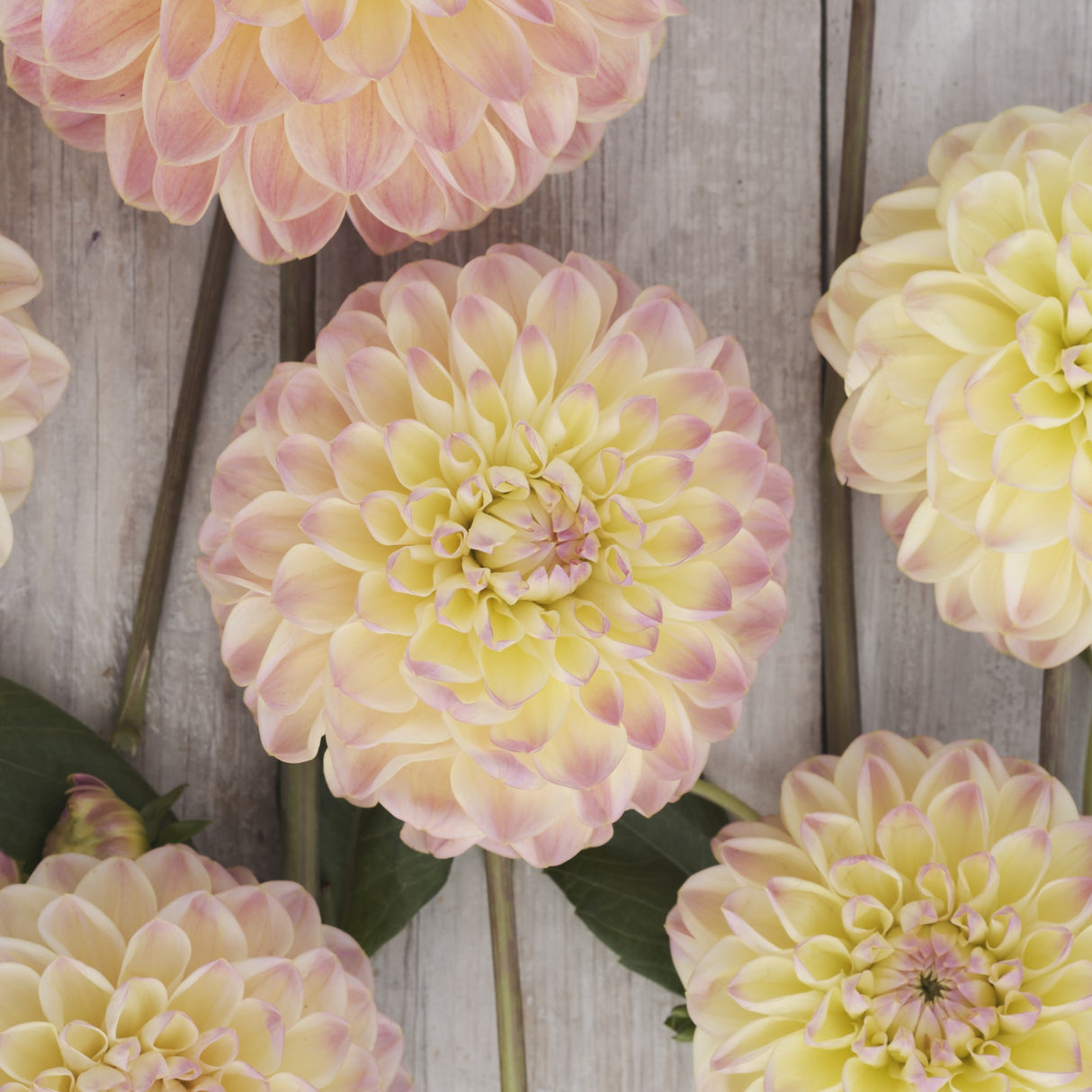 Dahlia 'Hapet Pastell'