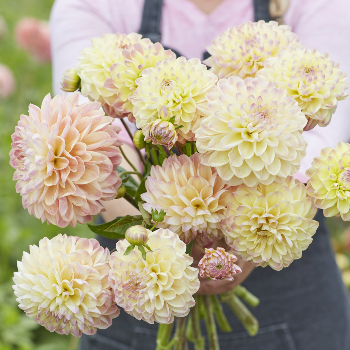 Dahlia 'Hapet Pastell'