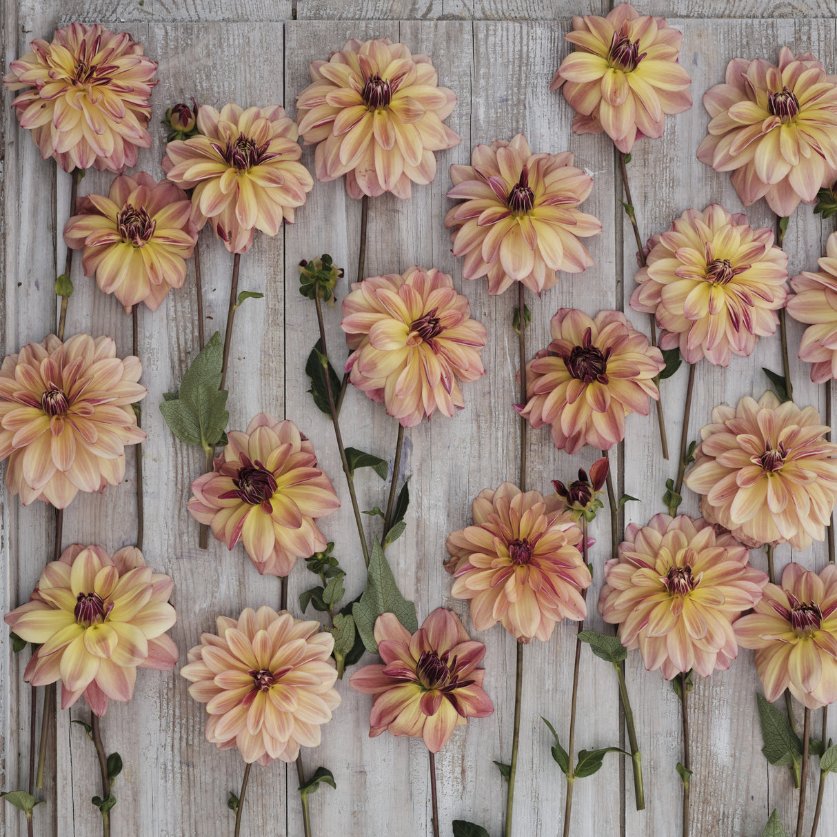 Dahlia 'Happy Butterfly'
