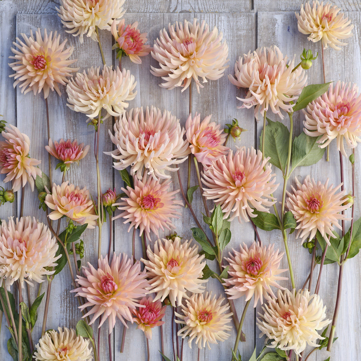 Dahlia 'Henriette'