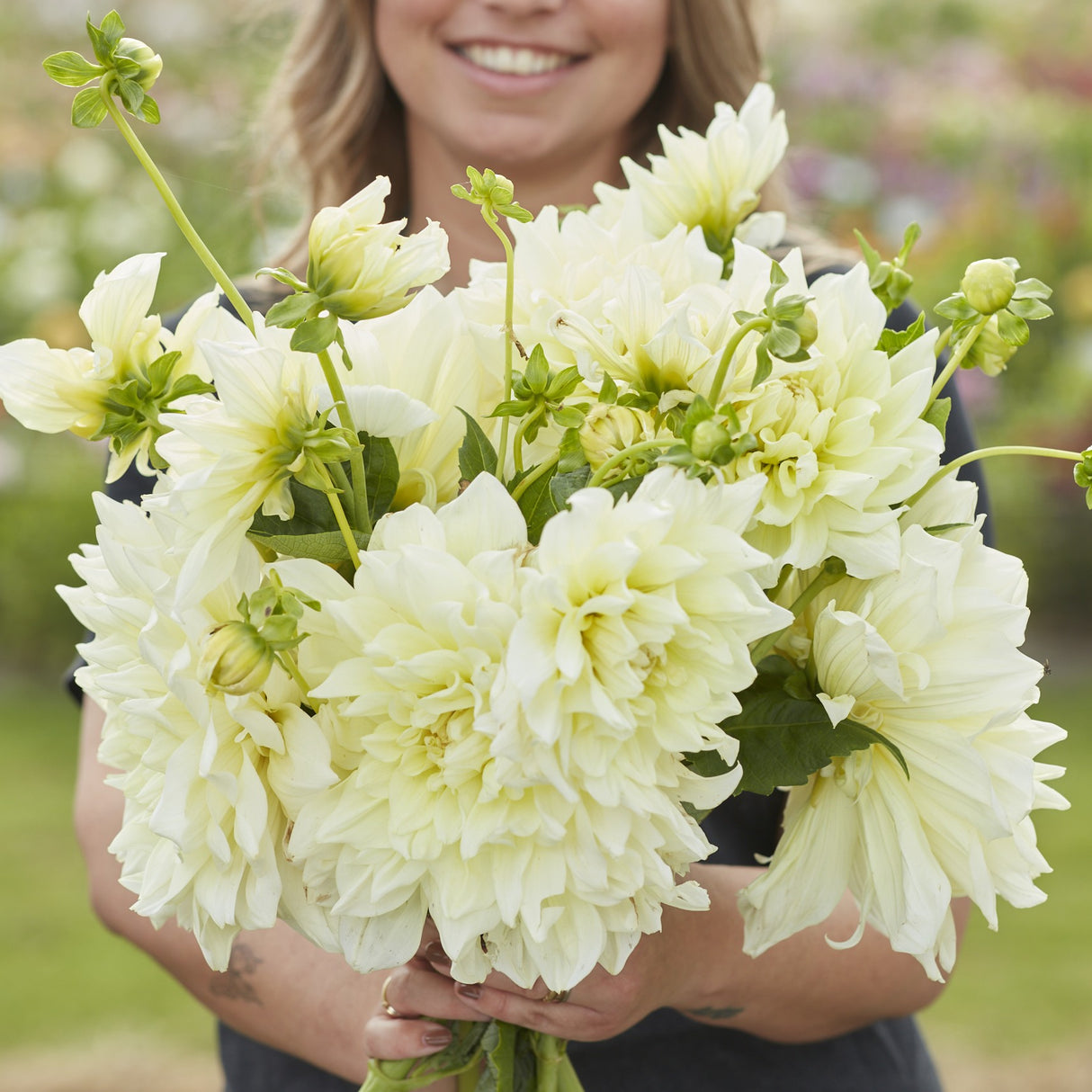 Dahlia 'Ice Breaker'