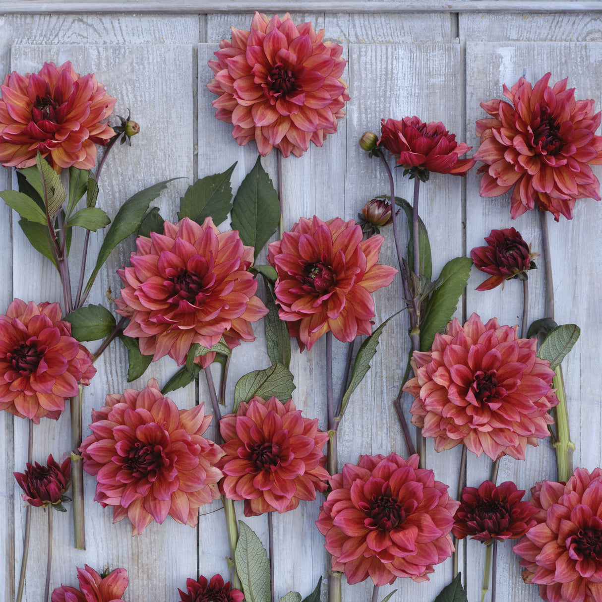Dahlia 'Invitation'