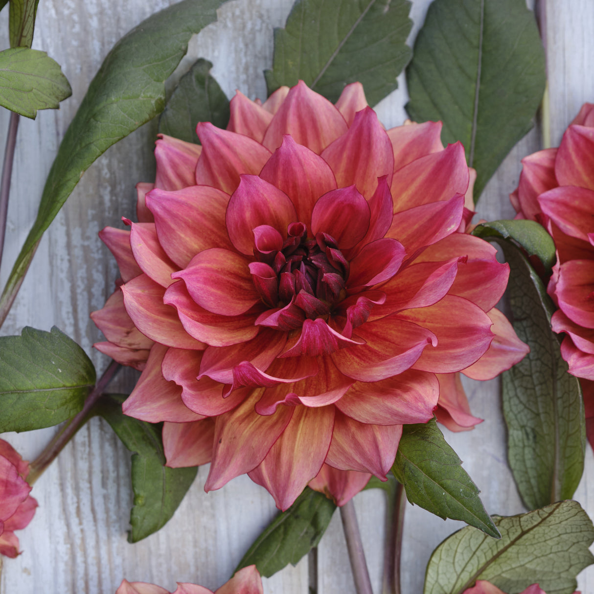 Dahlia 'Invitation'