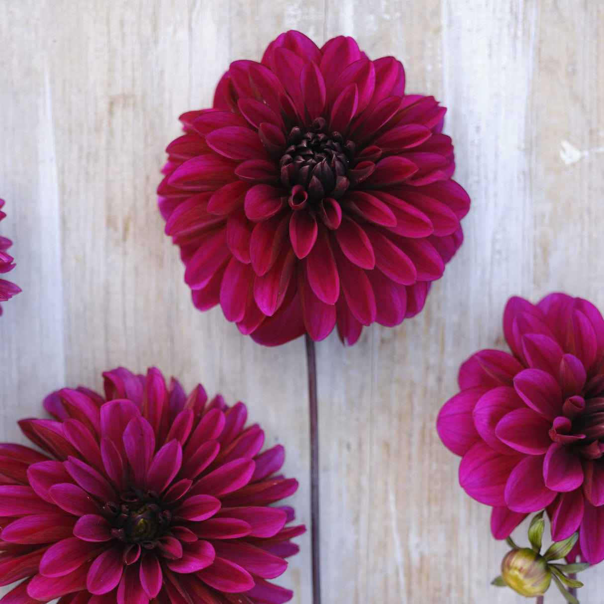 Dahlia 'Jennifer Mary Ellen'