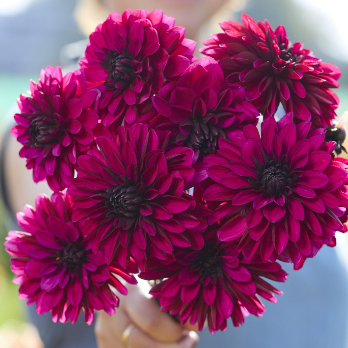 Dahlia 'Jennifer Mary Ellen'