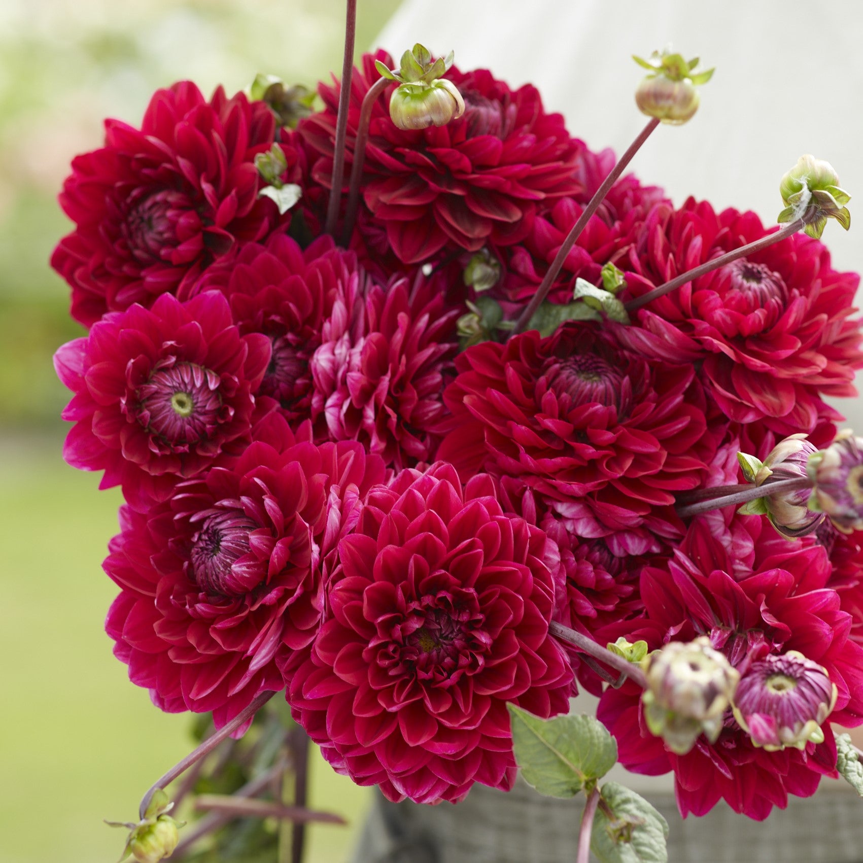 Dahlia 'Jose Maria'
