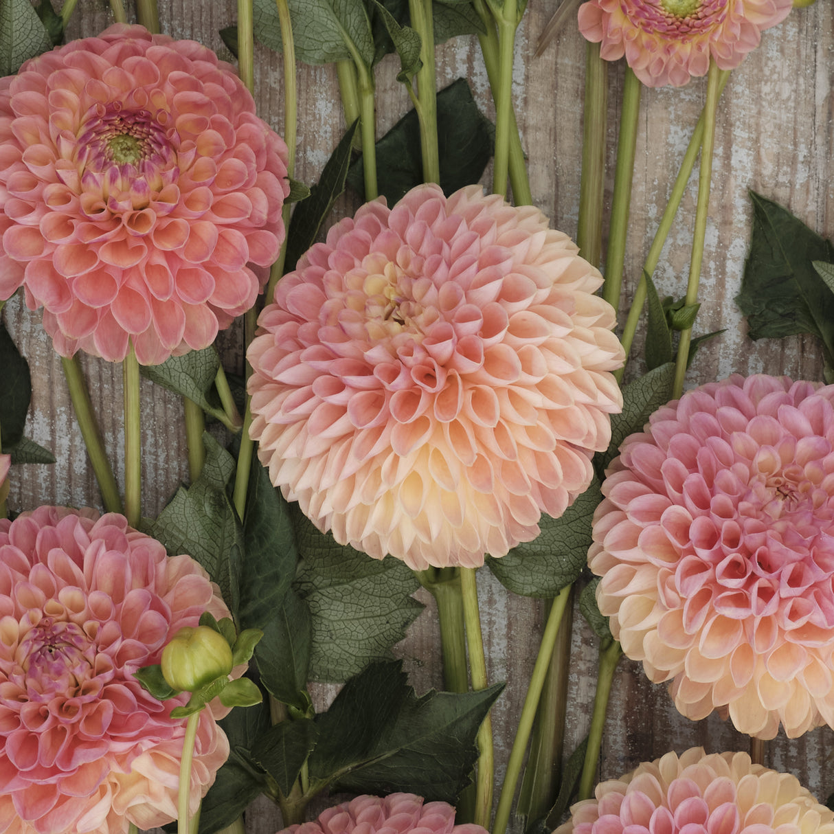 Dahlia 'Jowey Nicky'