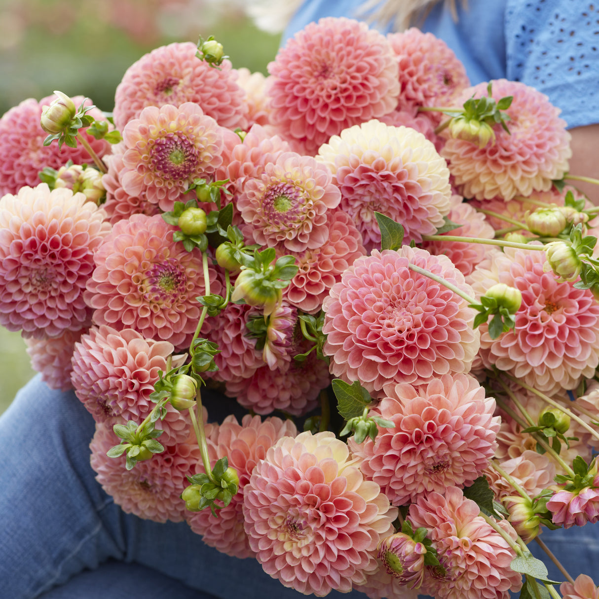 Dahlia 'Jowey Nicky'