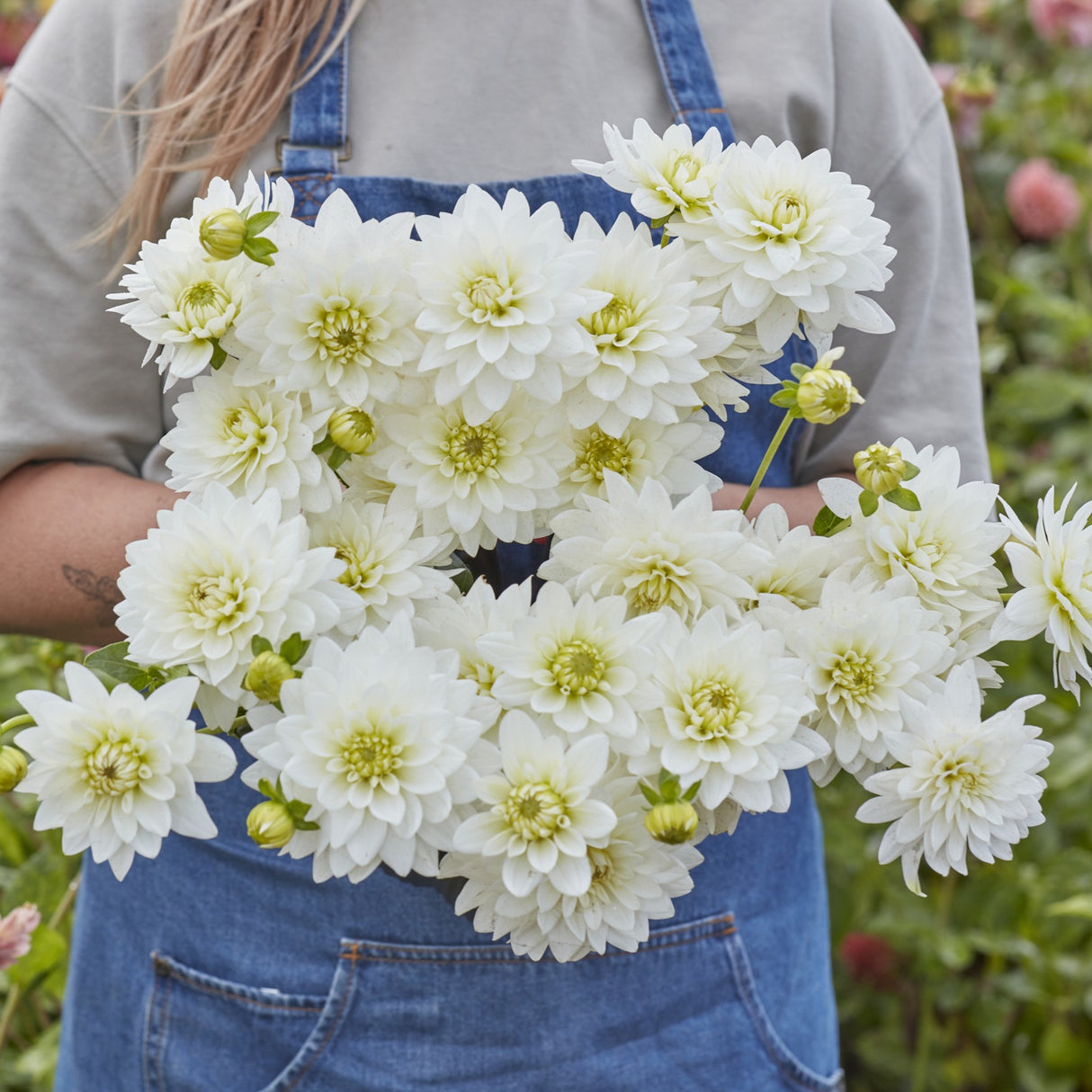 Dahlia 'Karma Maarten Zwaan'