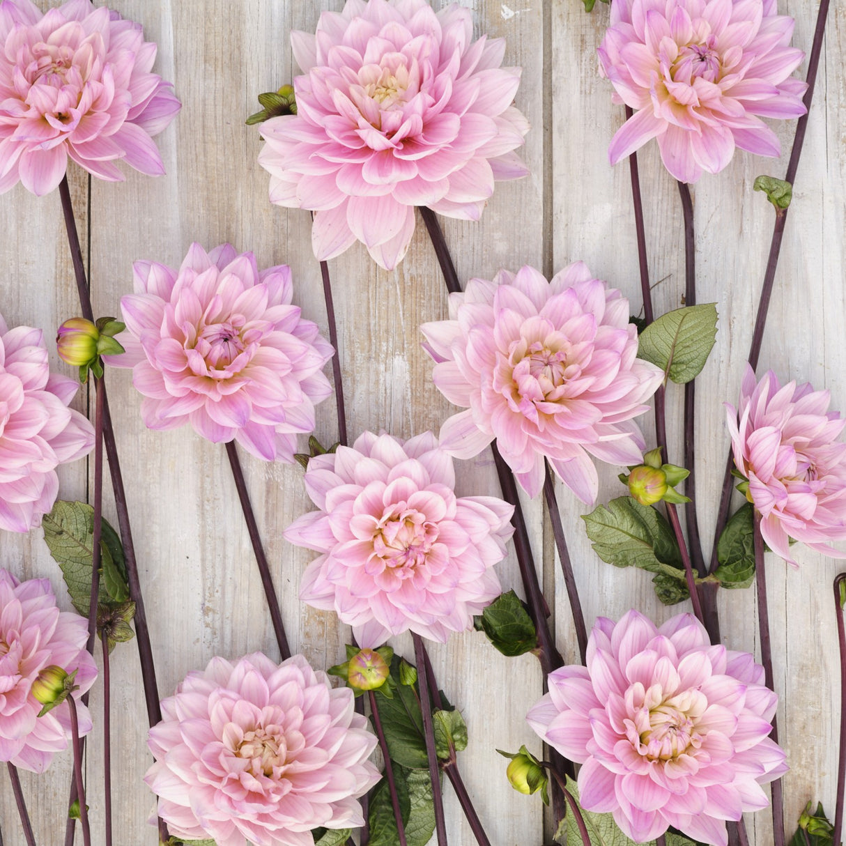 Dahlia 'Karma Prospero'