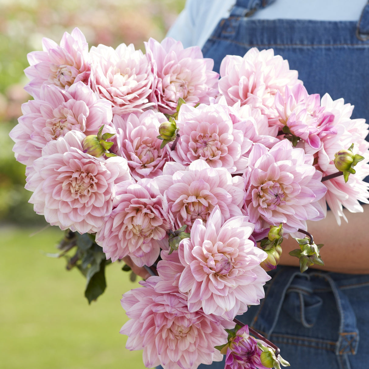 Dahlia 'Karma Prospero'