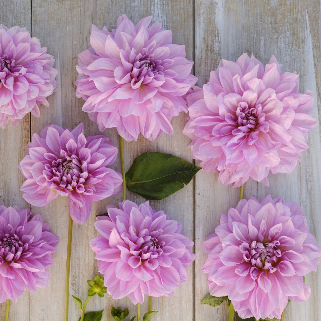 Dahlia 'Lavender Perfection'