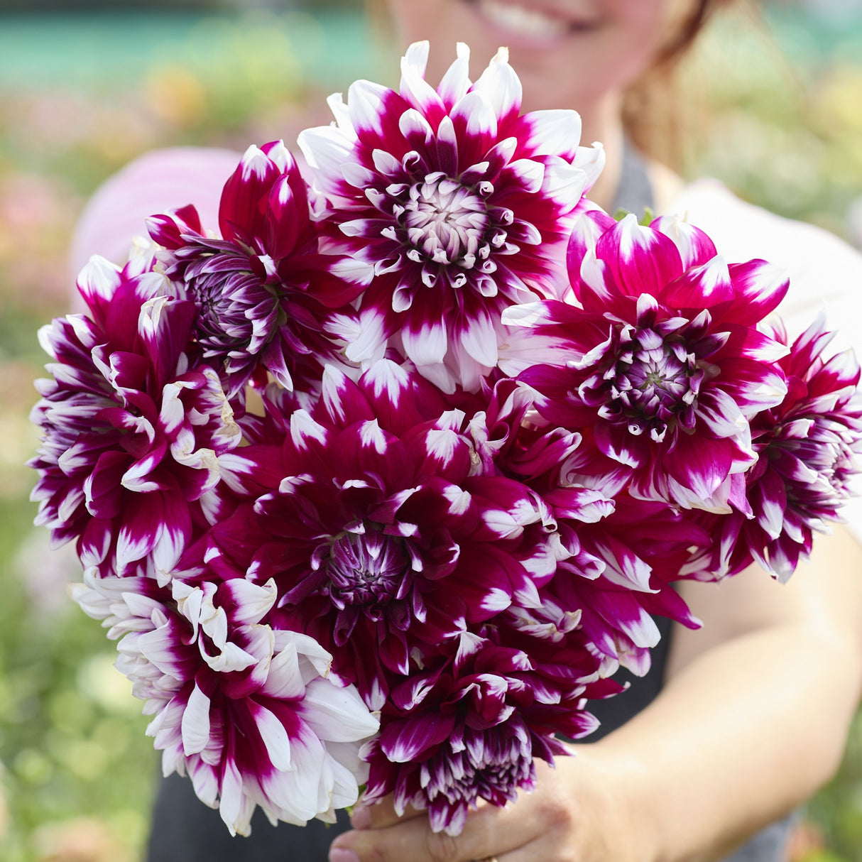 Dahlia 'Louis Walcher'