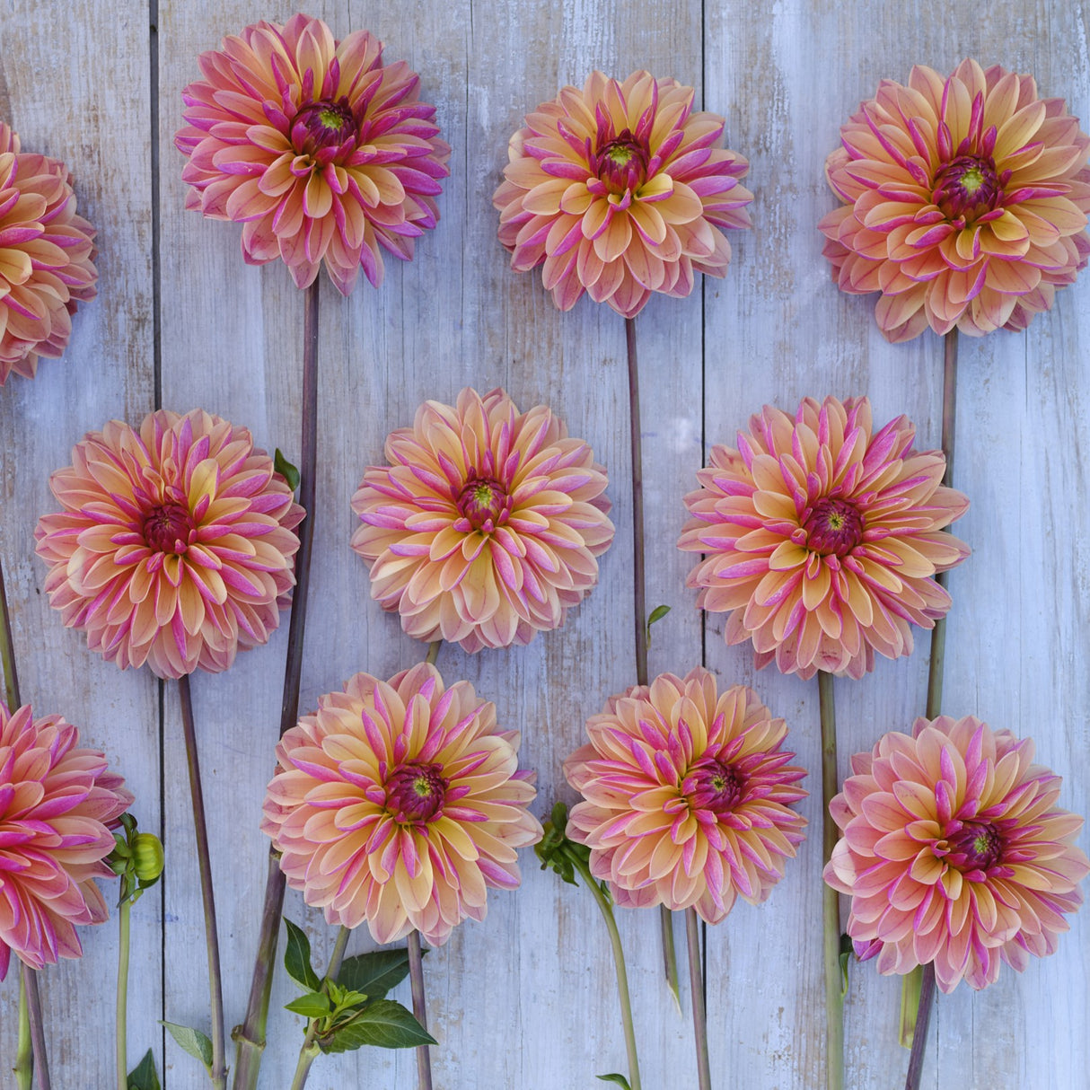 Dahlia 'Madame Antoinette'