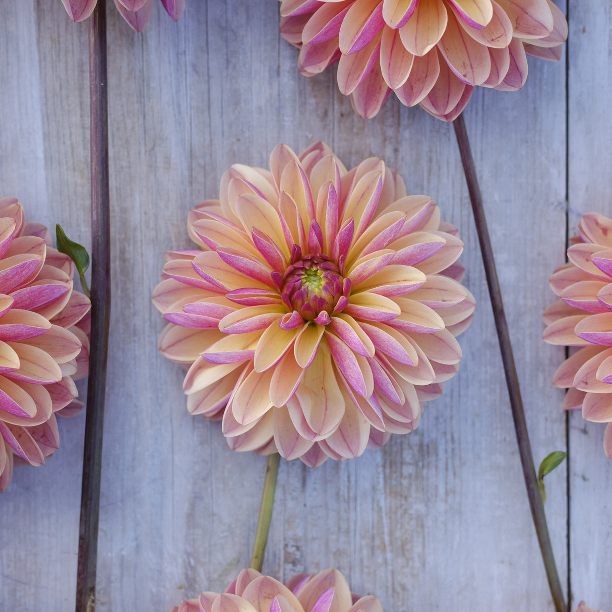 Dahlia 'Madame Antoinette'