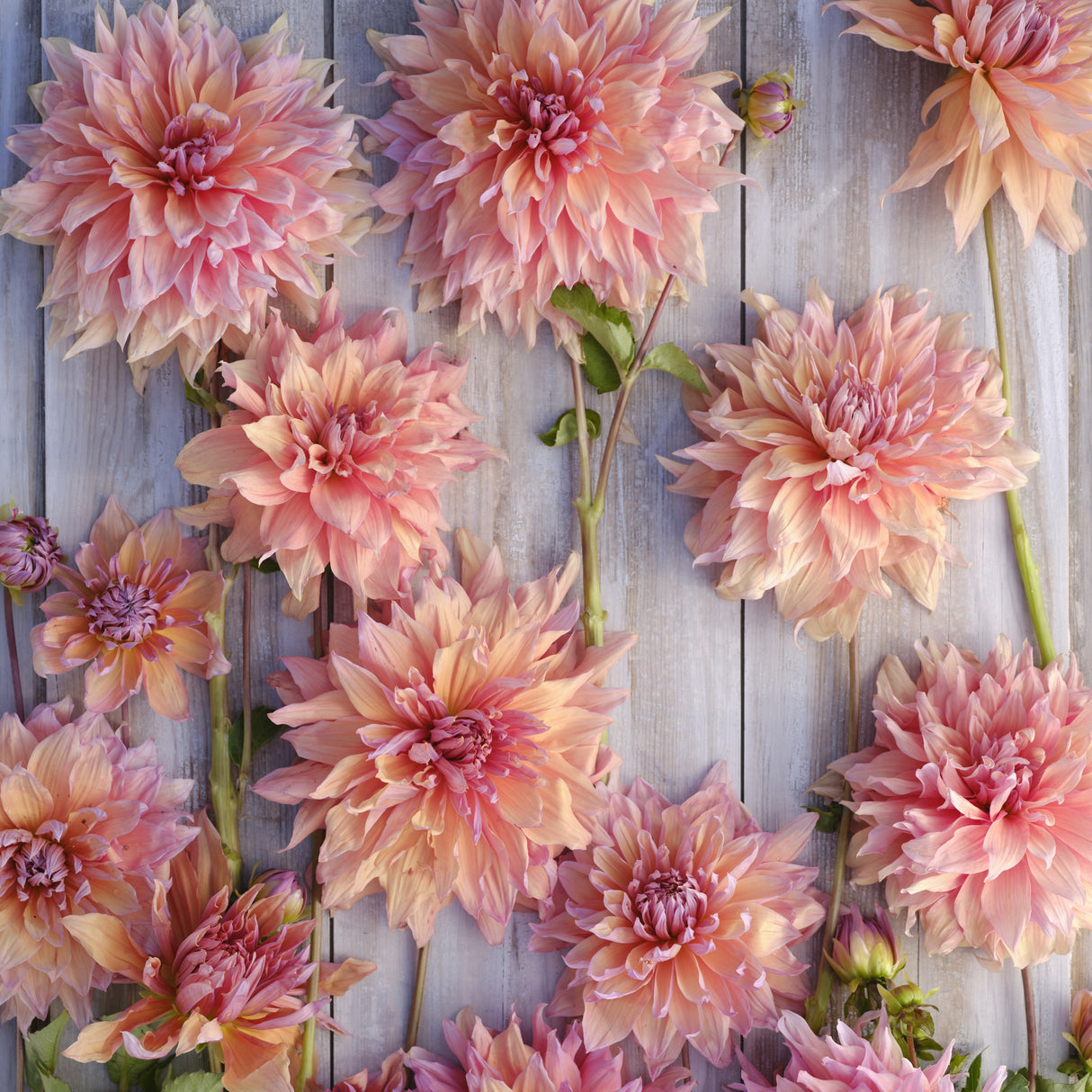 Dahlia 'Mango Madness'