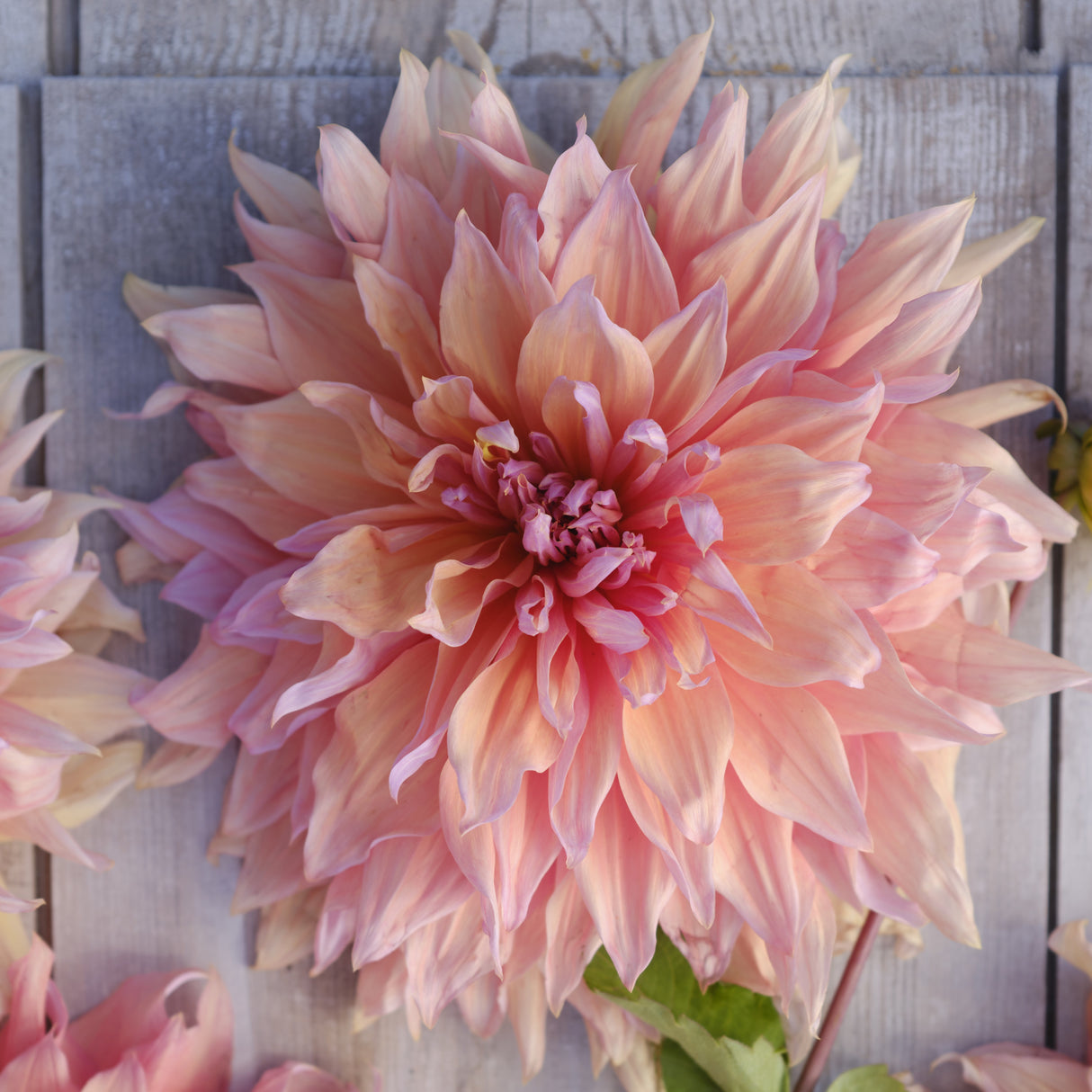 Dahlia 'Mango Madness'