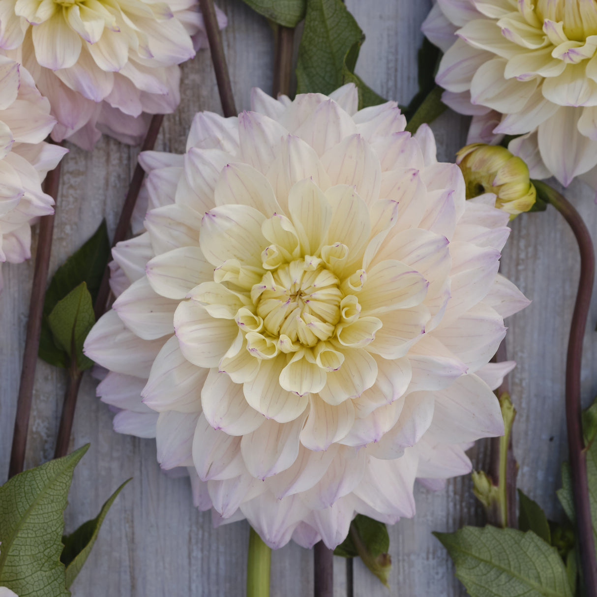 Dahlia 'Masterclass'