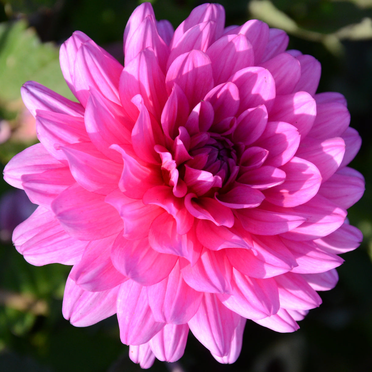 Dahlia Melody 'Fanfare'