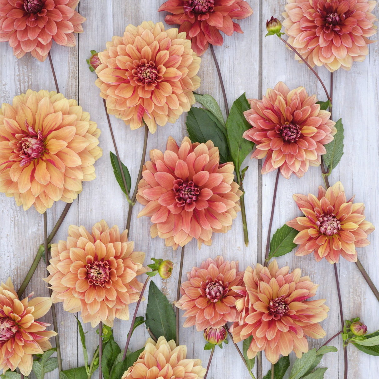 Dahlia 'Miss Brandy'