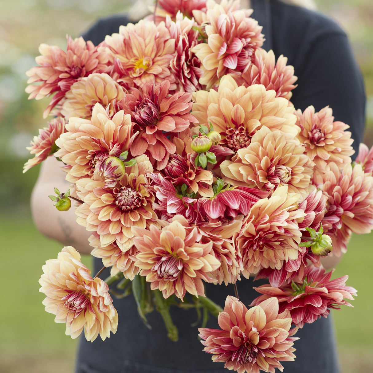 Dahlia 'Miss Brandy'
