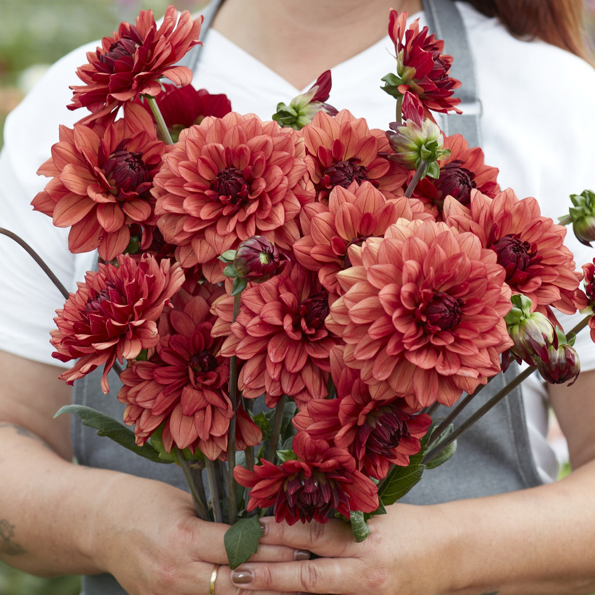 Dahlia 'Misses Miley'