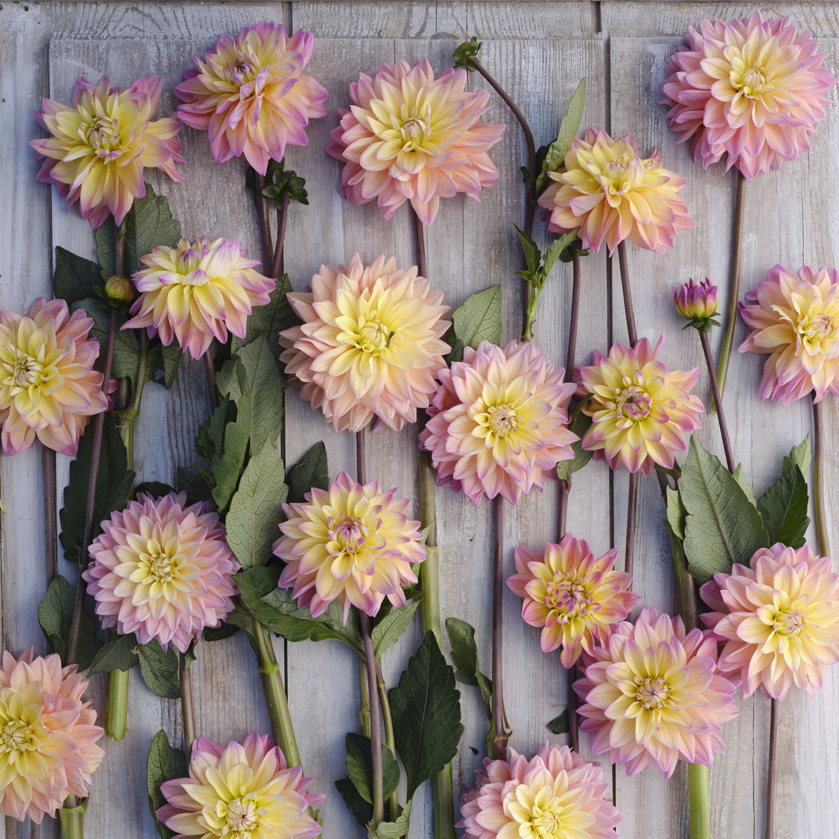 Dahlia 'Mondriaan'