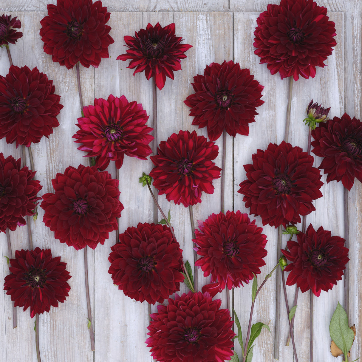 Dahlia 'National Velvet'