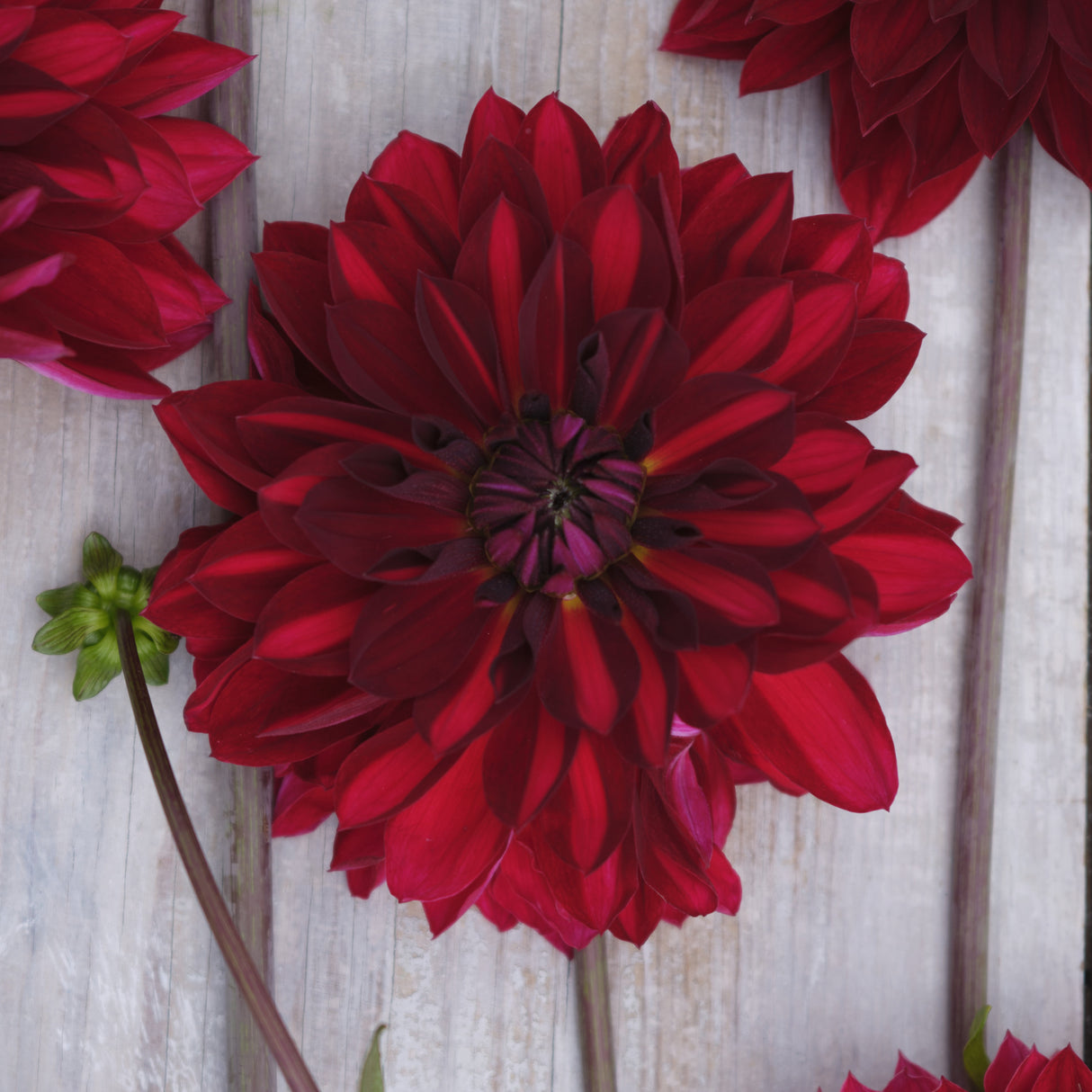 Dahlia 'National Velvet'