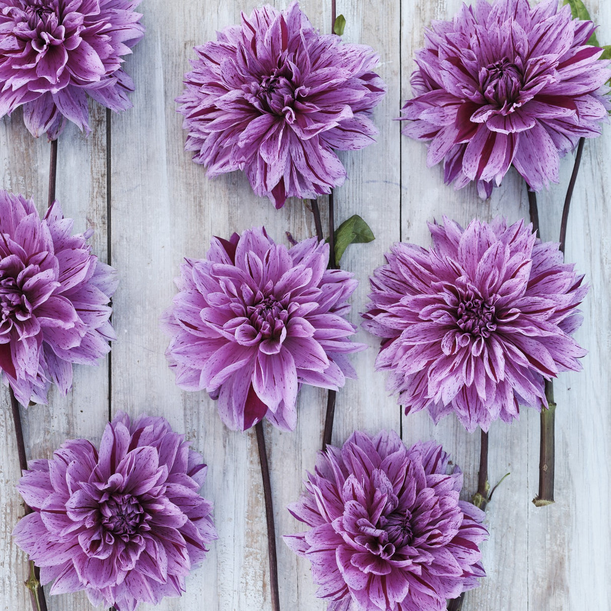 Dahlia 'Nicolas Tesla'