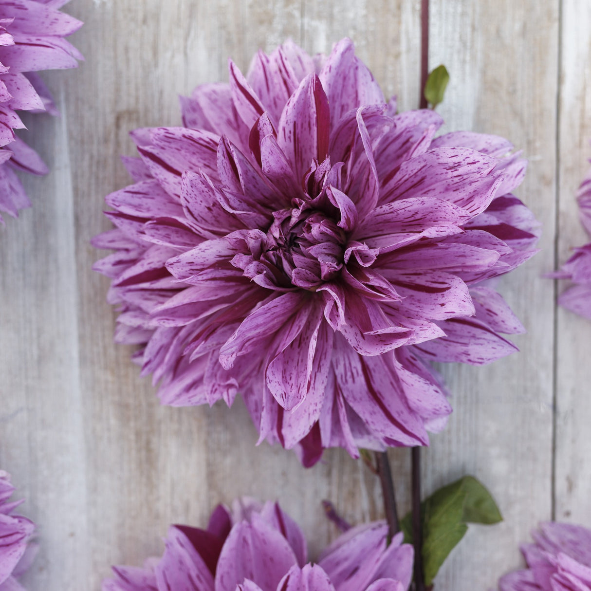 Dahlia 'Nicolas Tesla'