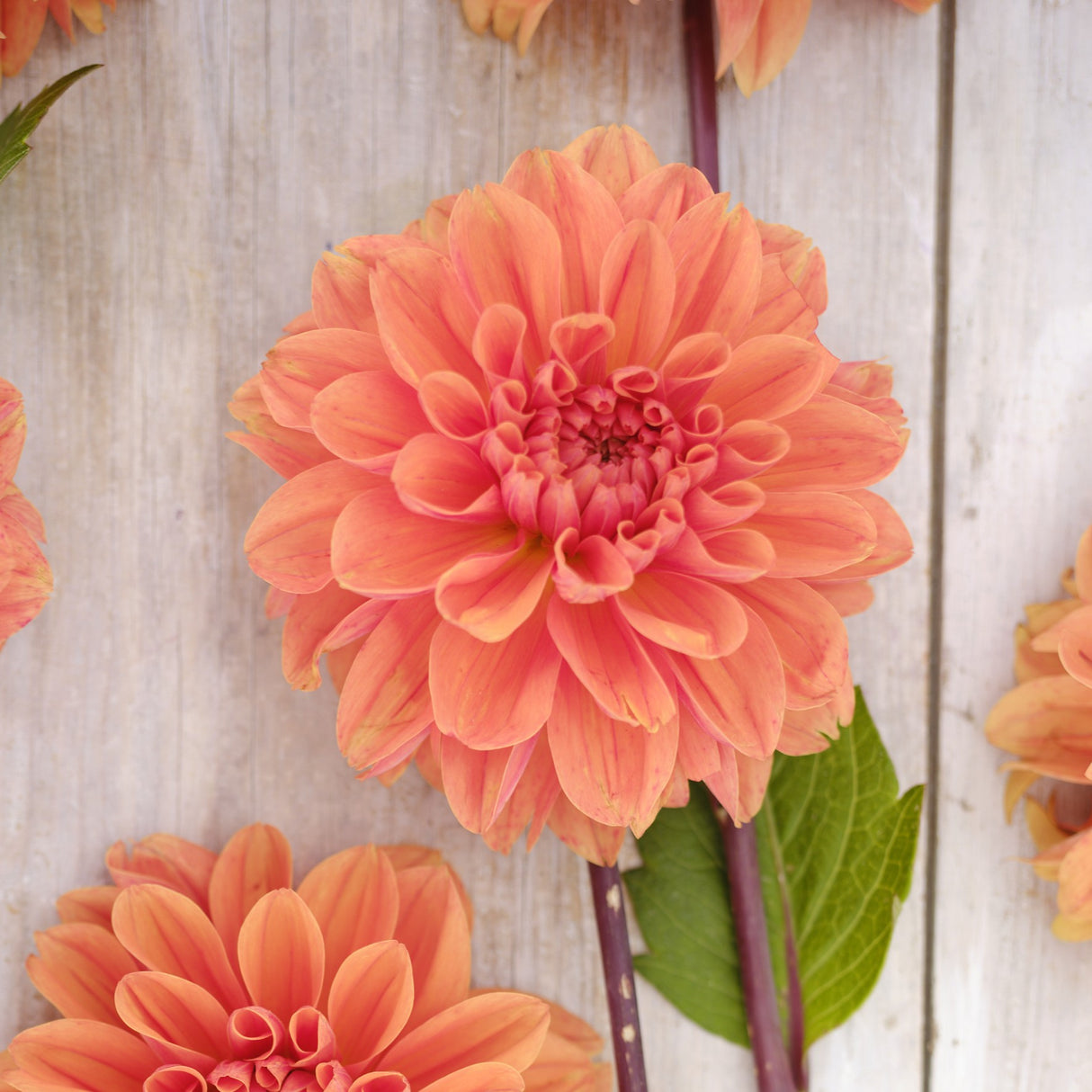 Dahlia 'Orange King'