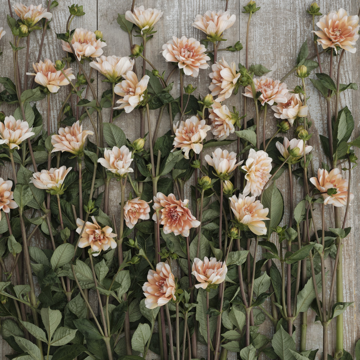 Dahlia 'Orange Perception'