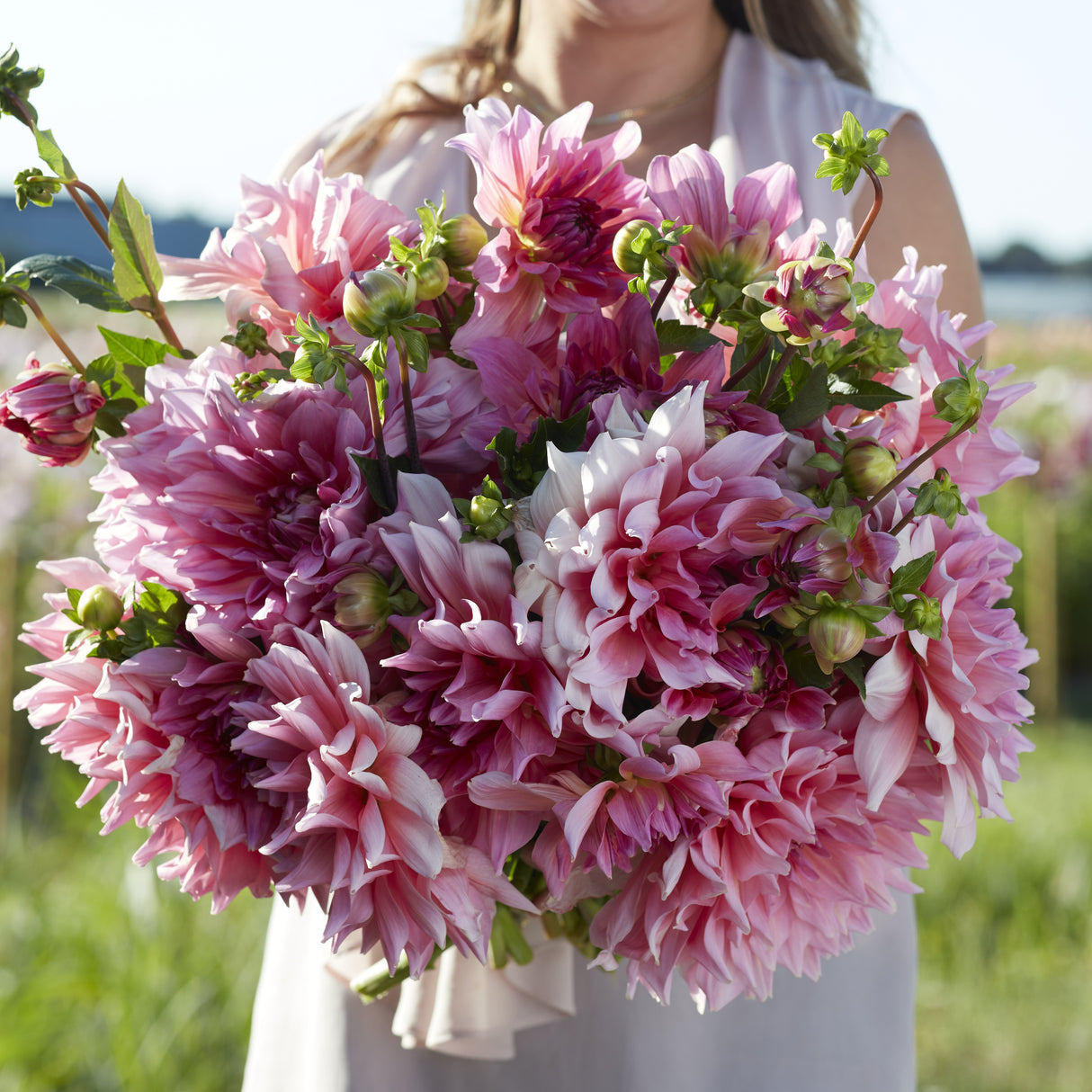 Dahlia 'Otto's Thrill'