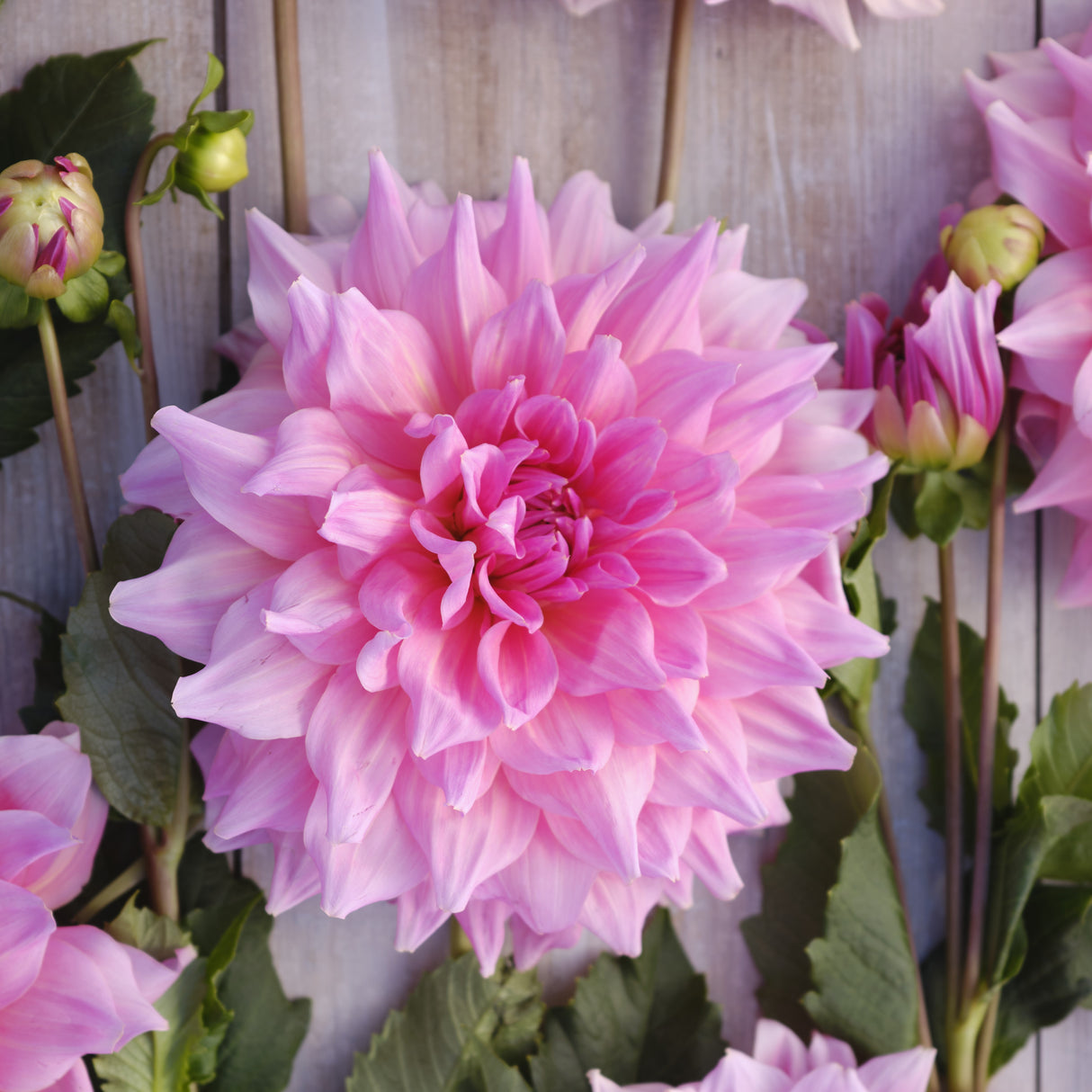 Dahlia 'Otto's Thrill'